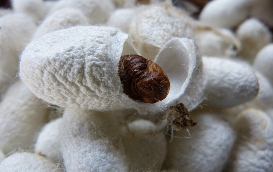 Cut-cocoon (Wikipedia) 